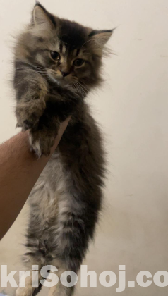 Pure persian breed kitten